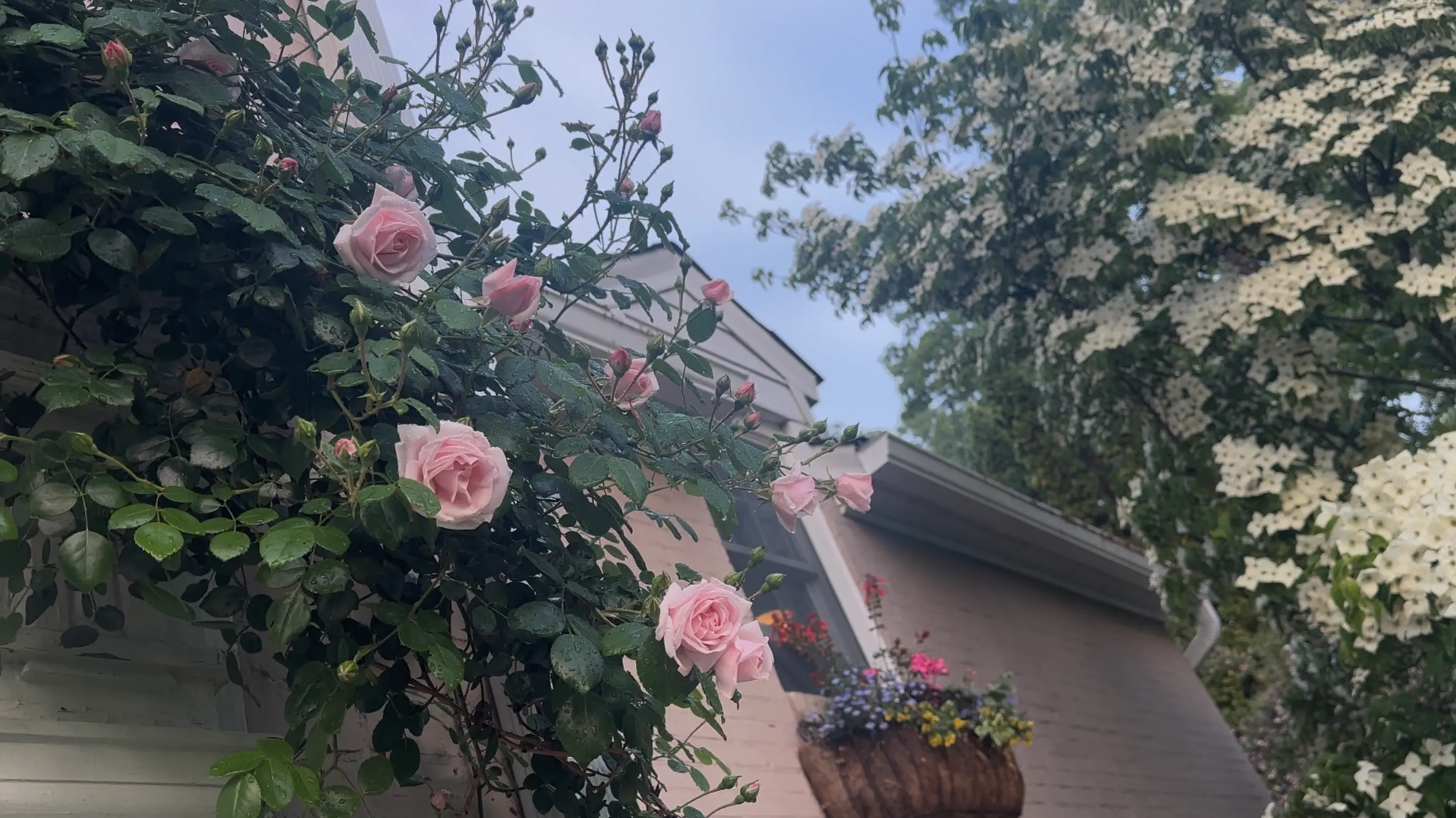 climbing roses in bloom