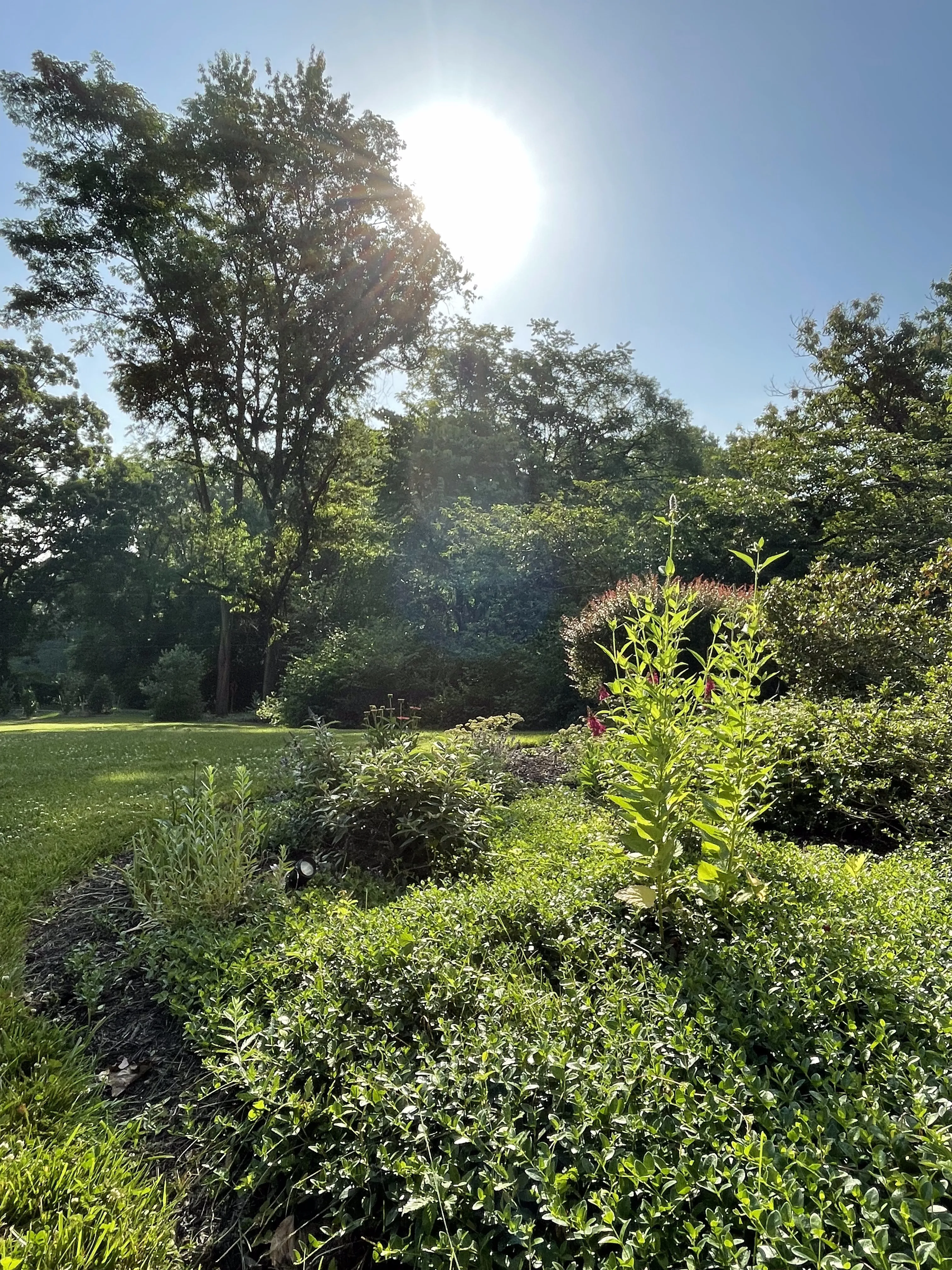 Lush green garden grounds with sun filtering through old trees