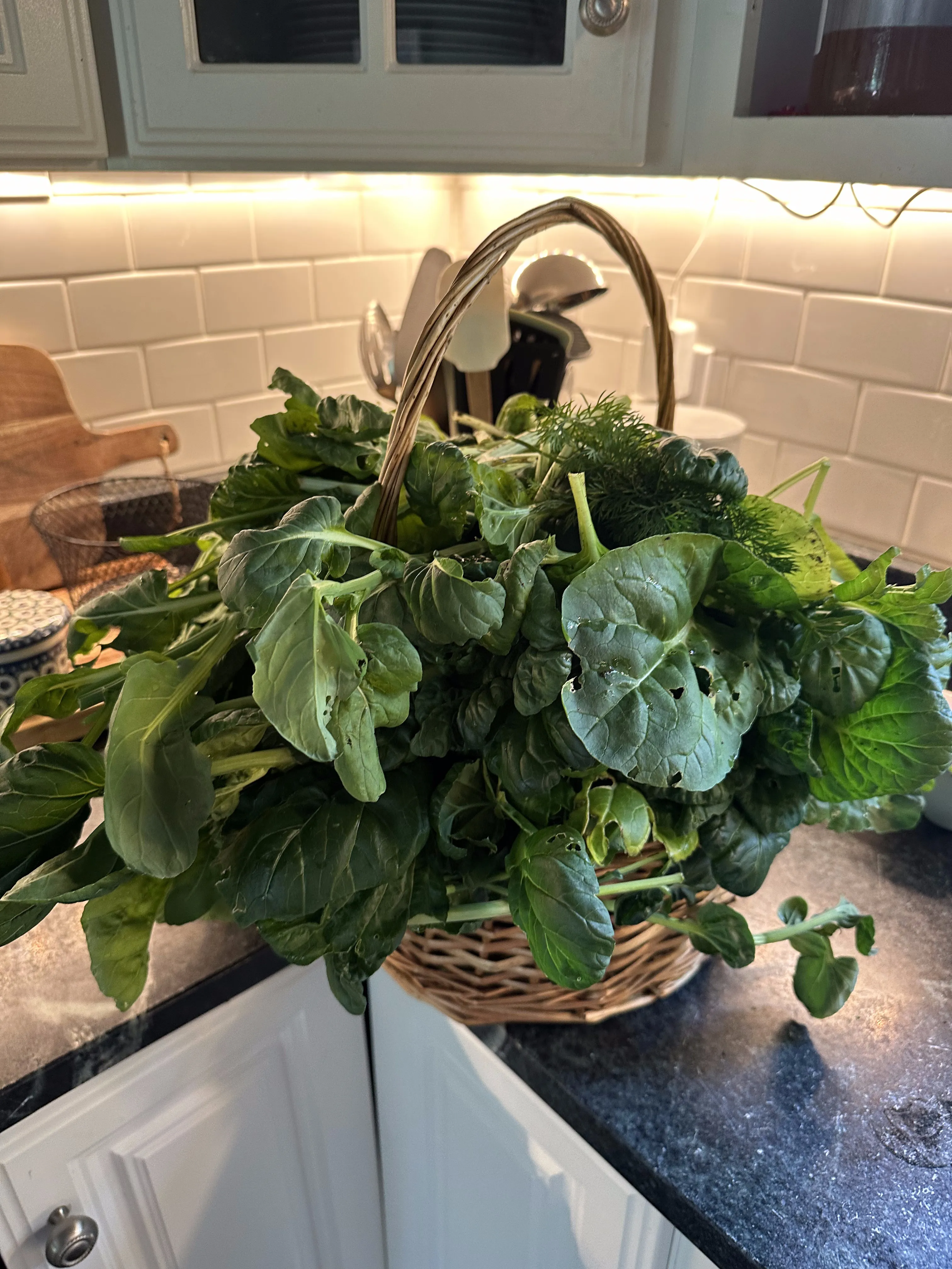 Basket of fresh leafy greens and chard from the raised beds