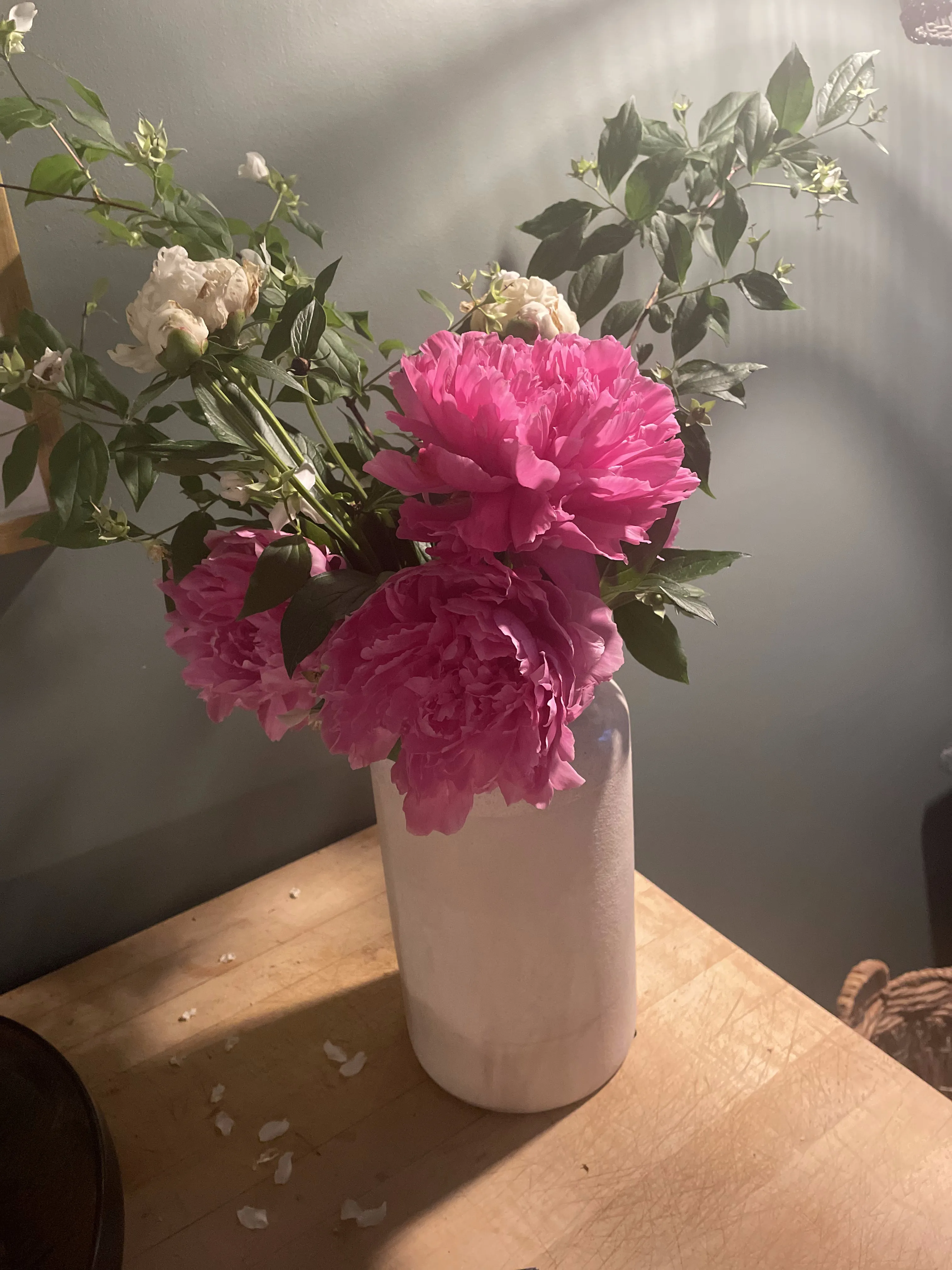 Pink peonies freshly cut and arranged in a ceramic vase