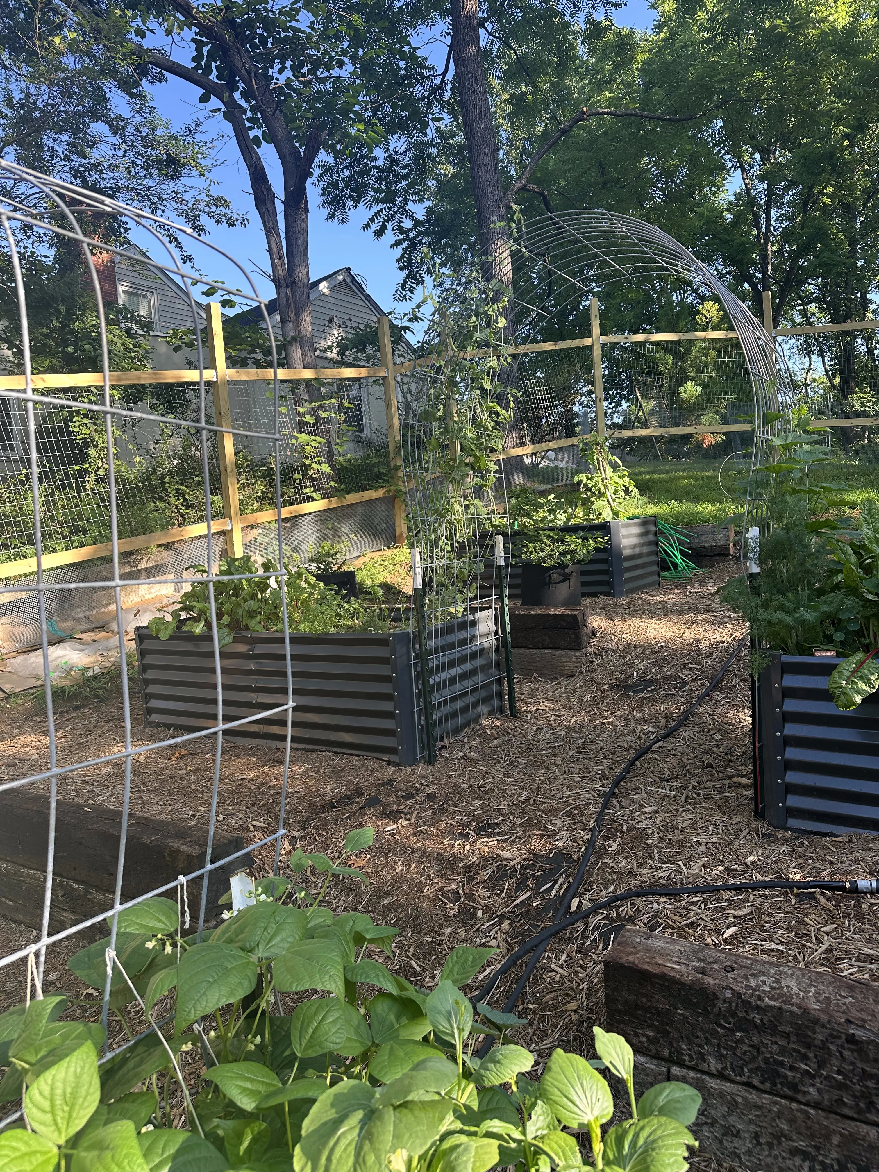 Raised garden beds with crops growing along trellises