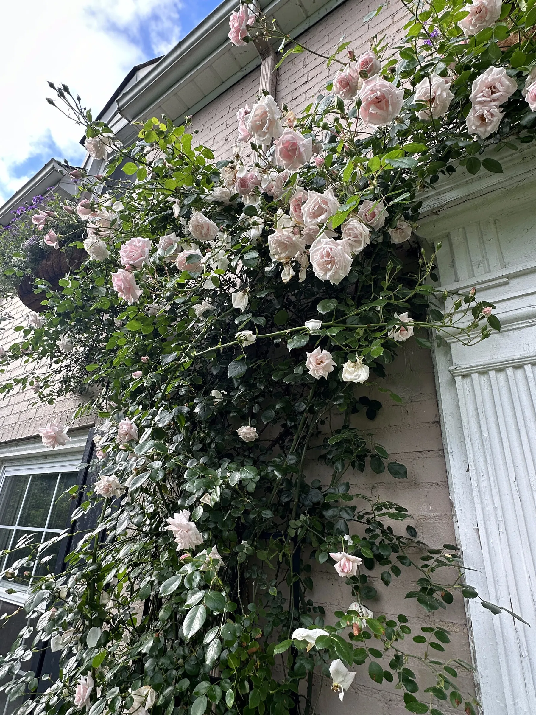 White climbing roses cascading across the house facade in full bloom